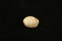 藏品(艷泡螺)的圖片